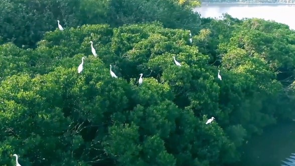 筼筜湖：廈門生態(tài)治理的典范